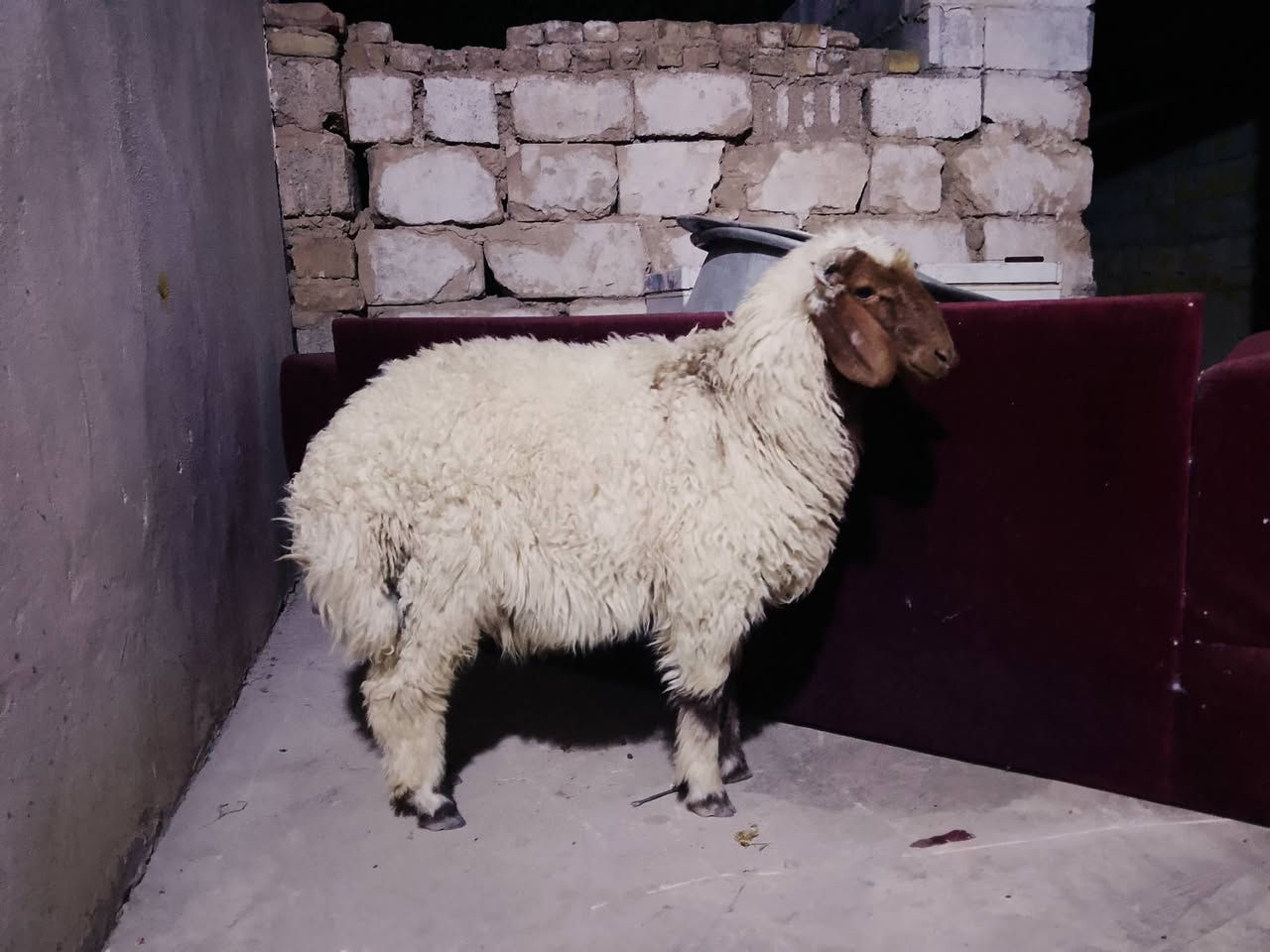 طلي • كربلاء الحسينية • قابل تفاوض