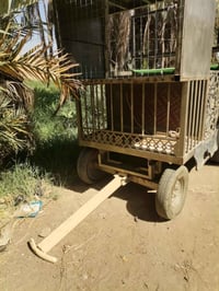 عربانه • ٨ سماعات • الديوانيه