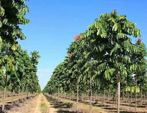 السلام عليكم متابعينا🤍.
توفرت شتلات شجرة الماهوجني الافريقي🌳🌳
 _ارتفاع اكثر من متر تقريبا 💜
_السعر ١٠ الف 🍄

️الاسم الشائع :- الماهوجنى الافريقي
️حجم الشجرة :- يصل حجم الشجره الى 30-40 متر فى العمر النهائي وعرض الجزع يصل من متر الى متر ونصف وهي شبه نفضيه .
مقاومة التعفن :- الشجره معتدله ومقاومة للتعفن والحشرات ومقاومة للحشرة الثاقبة
️التحمل :- تتحمل العديد من الظروف المناخية القاسيه وظروف التربة وتتحمل درجة ملوحة عالية تتراوح مابين 3000 الى 4000 ppm
️طبيعة نمو الشجرة :- قائمة ذات مجموع خضرى كبير وقوى وساق خشبية قوية
والشجرة مستديمة الخضرة طوال العام
️الاستدامة :- تعتبر اشجار الماهوجنى من الاشجار المهدده بالانقراض والمسجلة فى قائمة الاشجار المهدده بالانقراض IUCNوذلك بسبب زحف الكثافه السكانية والقطع الجائر للاشجار لما لها من منافع كثيرة واستخدامات عديده 

معدلات النمو والخصائص
تنمو شجرة الماهوجني بمعدل سريع يتراوح بين 1 إلى 2 متر سنوياً في الظروف الجيدة، وتُعد من أسرع الأشجار الخشبية نمواً. 
سنوات النمو الأولى: قد يصل معدل النمو إلى 2.5 متر في السنة خلال أول 3 إلى 5 سنوات إذا توفرت التربة الخصبة والري المنتظم.
الحجم الكامل: تصل الشجرة إلى ارتفاعات تتراوح بين 15 إلى 25 متراً (وأحياناً حتى 30 متراً حسب النوع)

📍متوفر توصيل لجميع محافظات العراق🚗🚗
📍للحجز والاستفسار مراسله الصفحه او مراسلتنا على واتساب من خلال الرقم ***********

نص مكتوب في الصور:
- Flowers of India