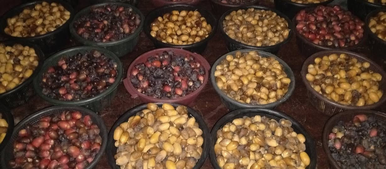يوجد انواع تمر الحله بربن +شكر +سلطاني طبرزل +خستاوي السله كيلوين اب ٥٠٠٠ ألف متواجد بلبياع رقم ***********

