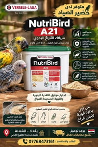 نوتريبيرد A21 • تغذية يدوية • بغداد الشعلة