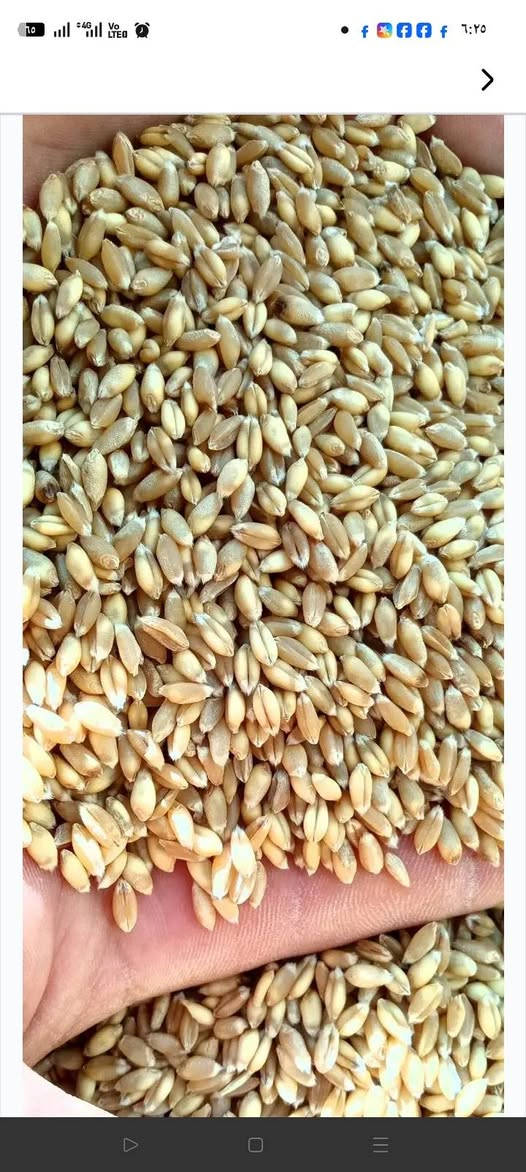 على بركت الله مكتب الرحمان للتجهيزات الزراعيه يتوفر كميات مفتوحه من الحنطه البذور والصناف 
(عربيه جيل اول)(وفيه جيل اول)(ثريه الماني جيل اول)(
واصل جميع محافضات 
للستفسار اتصل على (***********)

نص مكتوب في الصور:
- منشور عقاب العبيدي