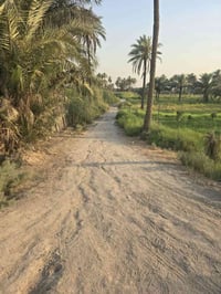 أرض زراعية • قرية المعيميرة • ٩٧٥م