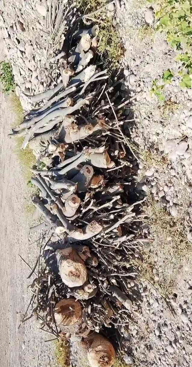 حطب • يابس • الشركاط