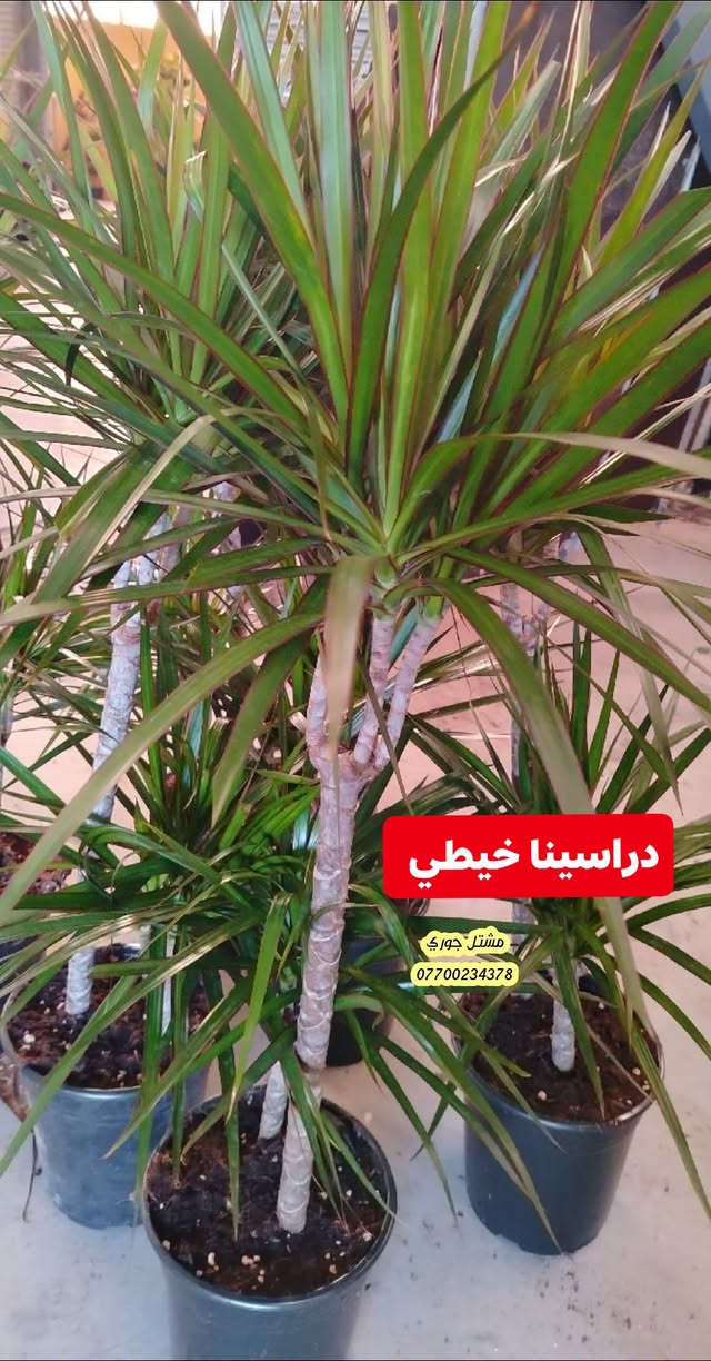 #على_بركة_الله_وتوفيقه 🌳🌳
وصول وجبة جديدة و مختلفة من النباتات الداخلية ظلية 👍🌳♥️

بانسب الاسعار و افضل الانواع 👍🌳❤️

مشتل جوري 🌳🌳

للأستفسار مراسلة الصفحة أو الاتصال على الرقم *********** + واتساب 

زورونا على عنواننا التالي 🍂🌸
صلاح الدين المجمع الدور السكني سوق الرابع
 مقابل مدرسة الريان // شارع قبل مدخل المدير العام 🌳🌳

نص مكتوب في الصور:
- عنكبوت متدلي مشتل جوري ***********
- لبلاب متدلي كثيف مشتل جوري ***********
- جلد النمر مشتل جوري ***********
- دراسينا خيطي مشتل جوري ***********
- فوجيرا كثيف مشتل جوري ***********