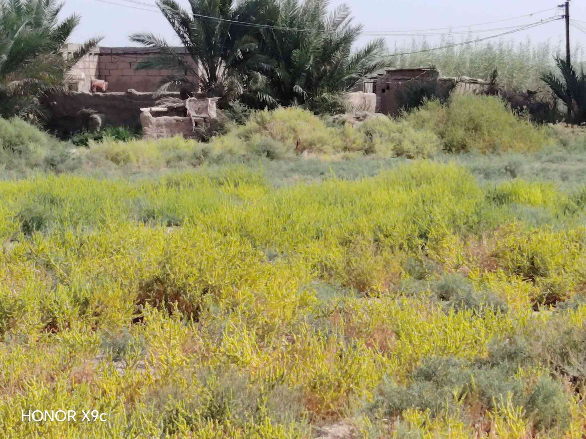 بسم الله الرحمن الرحيم
دونم للبيع صوب بني ركاب
طريق المشايه/شارع ال حامي
خدمات كاملة
كهرباء وماء 
شارع تبليط 
السعر 15 مليون وبي مجال بسيط
للتواصل الاتصال على الارقام
***********
***********
أو مراسلة الصفحة
#هادي_الحجيمي

نص مكتوب في الصور:
- HONOR X9C