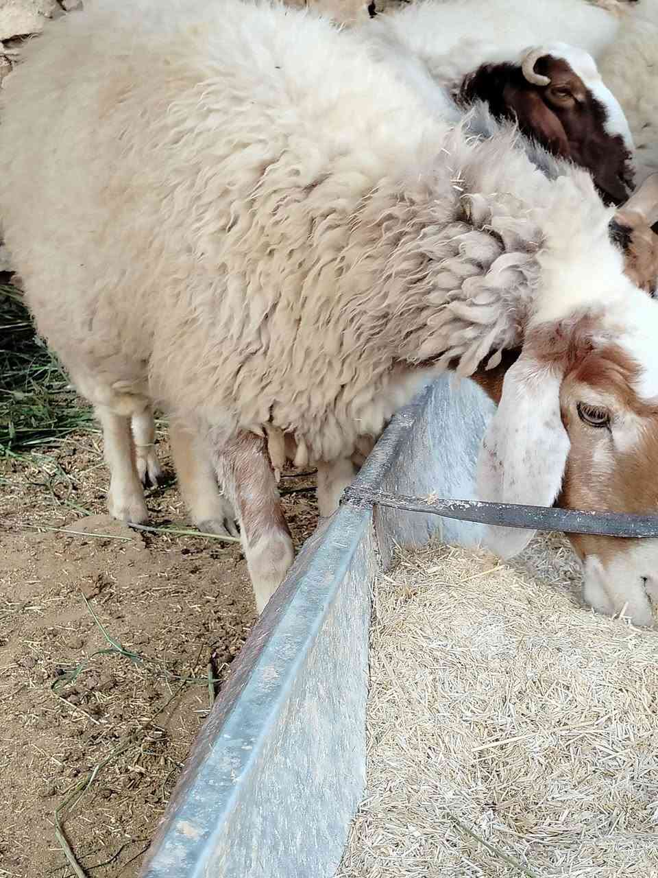 نعجه رخمه شرط النصاح والخشانه   عشار على حظ راعيها السعر 450 المكان حديثه بروانه الرقم ***********
