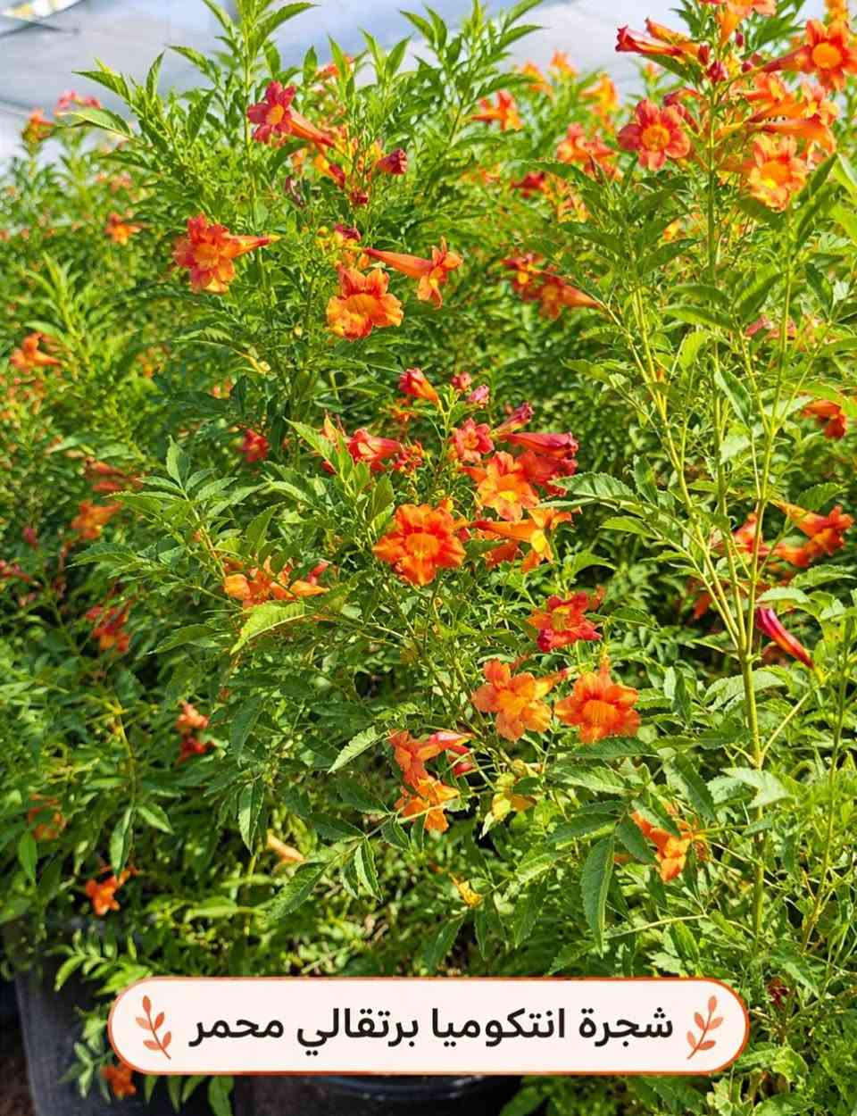 السلام عليكم متابعينا🤍.
🌿🌸 خلّوا الجمال يبدأ من حديقتكم 🌸🌿
إذا تحبون تضيفون لمسة مميزة لبيتكم أو حديقتكم، وفرنا لكم تشكيلة جميلة ومتنوعة من أشجار وشتلات الزينة 🌳🌱
أصناف مختلفة، ألوان جميلة، وأزهار تضيف للمكان حيوية وأناقة وتخليه أكثر جمالاً وتميزاً 💚
🌱 شتلات قوية وسليمة
🌸 تشكيلة متنوعة من أشجار الزينة
🌿 مناسبة للحدائق والبيوت والمساحات الخارجية
✨ اختيارات تناسب مختلف الأذواق
اختاروا النباتات اللي تحبوها، وخلّوا مساحتكم الخضراء أجمل يوم بعد يوم 💜
📍متوفر توصيل لجميع محافظات العراق🚗🚗
📍 للحجز والاستفسار مراسله الصفحه او مراسلتنا على واتساب من خلال الرقم: ***********

نص مكتوب في الصور:
- متسلق ياسمين هندي احمر
- شجرة انتكوميا برتقالي محمر
- شجرة بونسيانا حمراء
- شجرة اكاسيا حمراء
- متسلق ياسمين ازرق
- جاتروفا
- نبات المطاط
- وردة القهوة بنفستجي
- متسلق الشاي الازرق