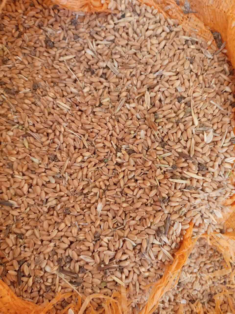 بنت المغلف • حنطة • وزنة