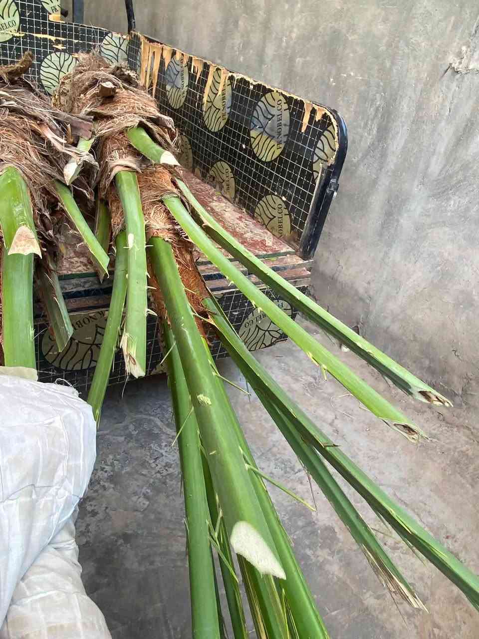 فسيلة برحي حر قطرها 40سم سعرها 250 وبيهة مجال بسيط 

ملاحظة بالواقع أوضح من الصور 

مكاني الطارمية 
***********
***********
