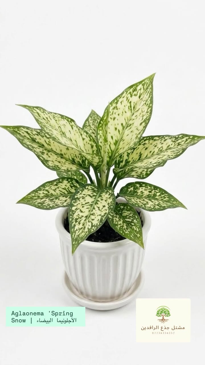 ✨Aglaonema 'Spring Snow | الأجلونيما البيضاء +#✨
"ملكة الفخامة والهدوء بالبيت!"🌿🤍

نبتة أنيقة بكل معنى الكلمة، تنزل للمكان وتحوله لقطعة ديكور راقية! أوراقها المدمجة باللون الأبيض والأخضر تنطي إضاءة وجمال خاص للبيت أو المكتب.. ميزتها مو بس جمالها، إنما صبورة وتتحمل وما تتعبك وياها بالمداراة!💚✨

🌚فوائدها:

1::::فلتر طبيعي: تنقي الهواء من السموم وتصفي
الأوكسجين بالبيت.

2:::: 🎨لمسة لمسات: تكسر روتين الألوان وتنطي إشراقة
لمكان.

3::::😌احة نفسية: تقليل التوتر وتضيف جو من الاسترخاء.

☀️العناية المختصرة:

4::::💡الضوء: إضاءة الغرفة العادية أو المتوسطة (بعيداً عن الشمس المباشرة).

5::::💧السقي: تسقى فقط عند جفاف التربة (تقريباً مرة
كل أسبوع إلى 10 أيام).

6::::🌡️الجو: تحب الجو المعتدل داخل البيت.

📍أ للطلب والاستفسار:
زورونا في موقعنا: بغداد - زيونة🏛️

📞رقم التواصل: ***********
 🚚خدمة التوصيل متوفرة لكل المناطق!📦🌱
