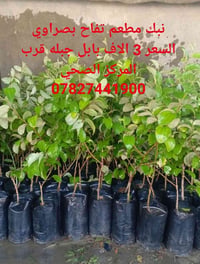 اركيلة • تفاح • بابل جبلة