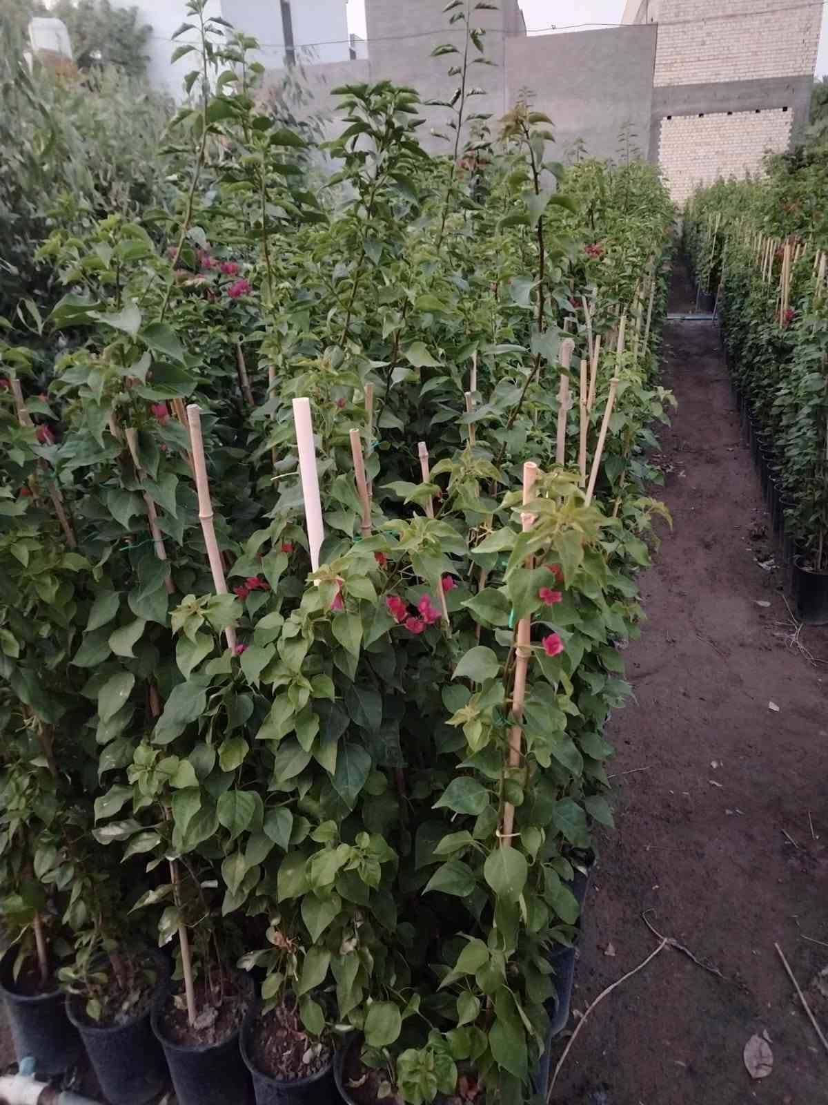 السلام عليكم 🌿
مجموعة مشاتل السيد توفر لكم أفضل شتلات الزينة والحمضيات:
(ياس سندانه خشن ، دم العاشق ، كاريزيا ، بخور ، جهنمي متسلق خشن ، ياسمين هندي خشن / وسط / صغير ، دورنتا ليمونيا ، دورنتا ليمونيا مشخطه ، ورد محمدي متسلق ، ورد القداح ، ياس جيس ، الدخان ، حمضيات صيني ، ياباني ، برتقال سكري ، برتقال عراقي ، ليمون عراقي ، لالنكي عراقي ، وأصناف أجنبية أخرى).
📲 للتواصل المباشر عبر الواتساب اضغط على الرابط:
https://wa.me/9647713397964

او الاتصال بنا عبر الرقم الاتي
***********

نص مكتوب في الصور:
- مجموعة مشاتل السيد لتصميم الحدائق ومنظومات الري والتقطير تصميم الحدائق منظومات الري منظومات التقطير *********** سبع ابكار قرب الوقف السني
