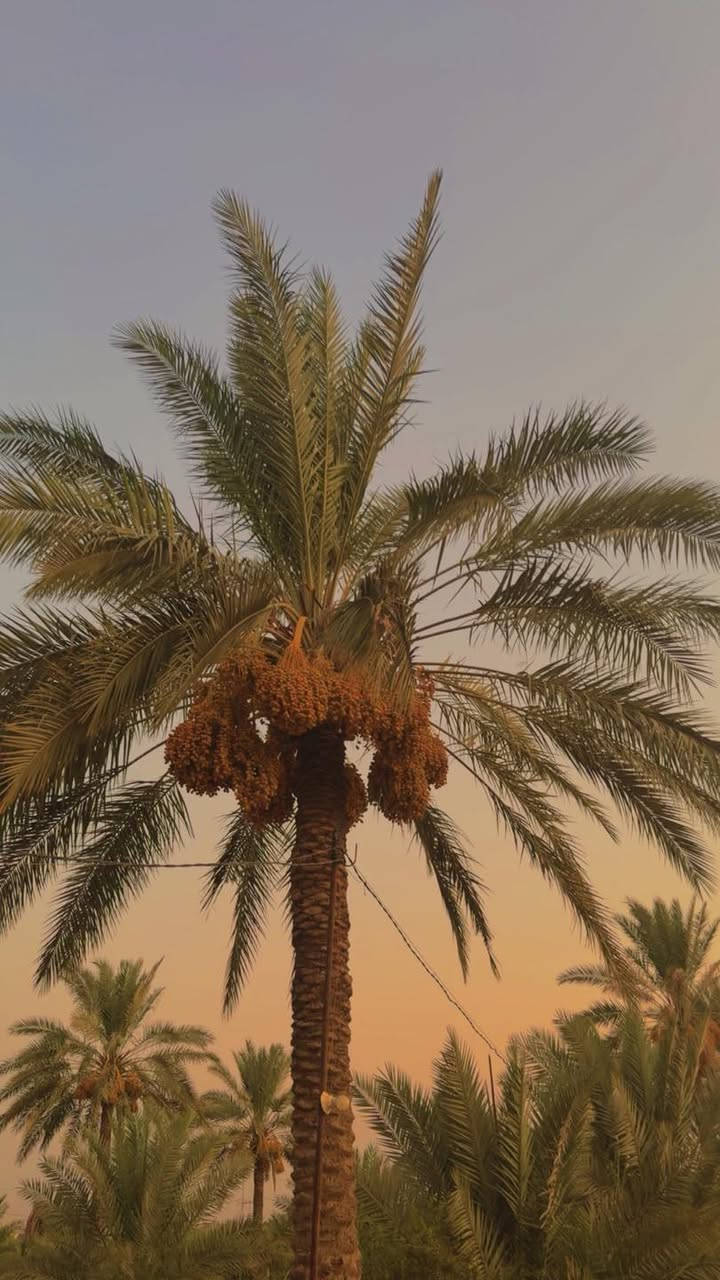 ارض مساحة 5 دونم طابو زراعي 
واسط الصويرة قرب المعارض 
تحتوي عل النخيل والحمضيات وكافة الخدمات 
تباع بالكامل او عل شكل منفصل 
للاستفسار ***********
