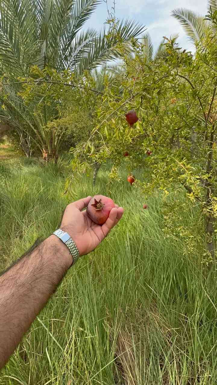 سند ٢٥ • ٢٤٠٠م • بيت ١٦٠م