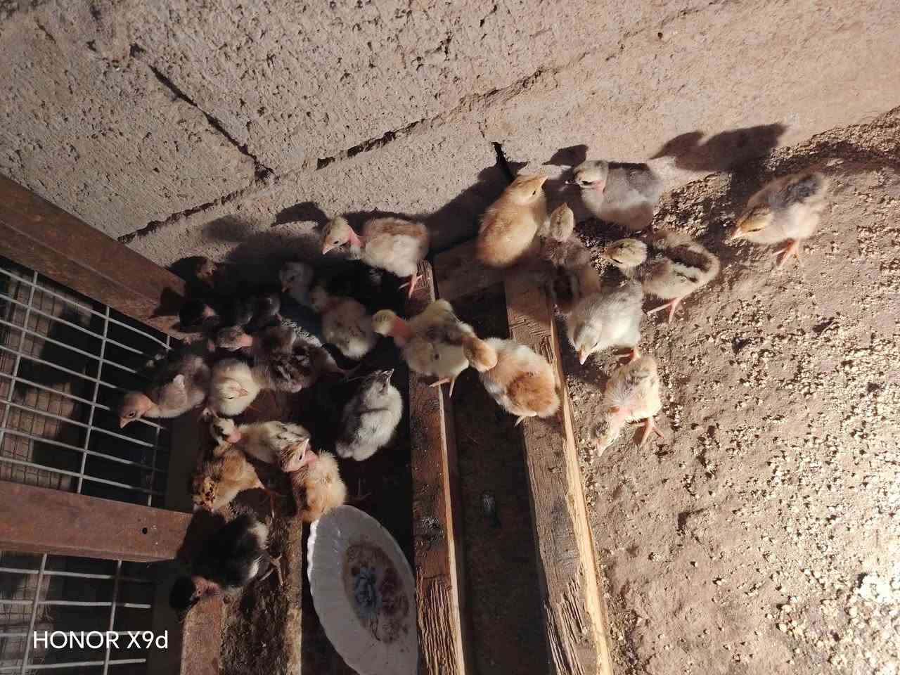 سلام عليكم
م تاح
فقاسه
سعر منااسب  
تأخذ 240بيضه كل الأنواع 
الانتاج مالهه خير من الله 
قتصاديه بلكهرباء نص انبير او اقل 
سبب البيع عدم التفريغ
ديالى شهربان يوجد توصيل بعقوبه حسب الاتفاق 
***********

نص مكتوب في الصور:
- HONOR X9d