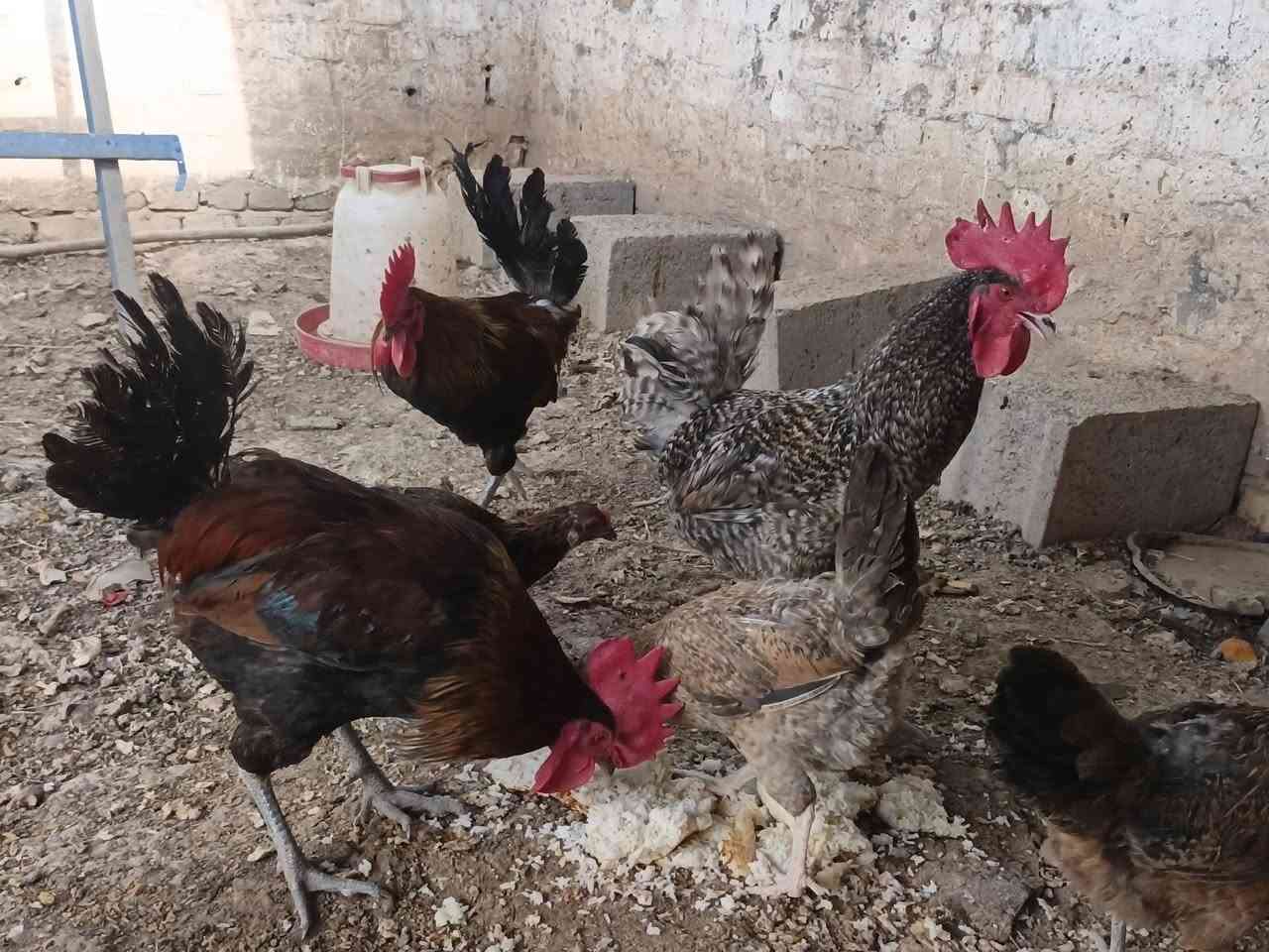 ٦ دجاجات و٤ ديوجه الكل سعر الزوج ٢٥ بدون عمله مكاني حي الموظفين ***********
