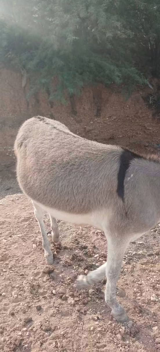 للبيع • أصلي • مريوف