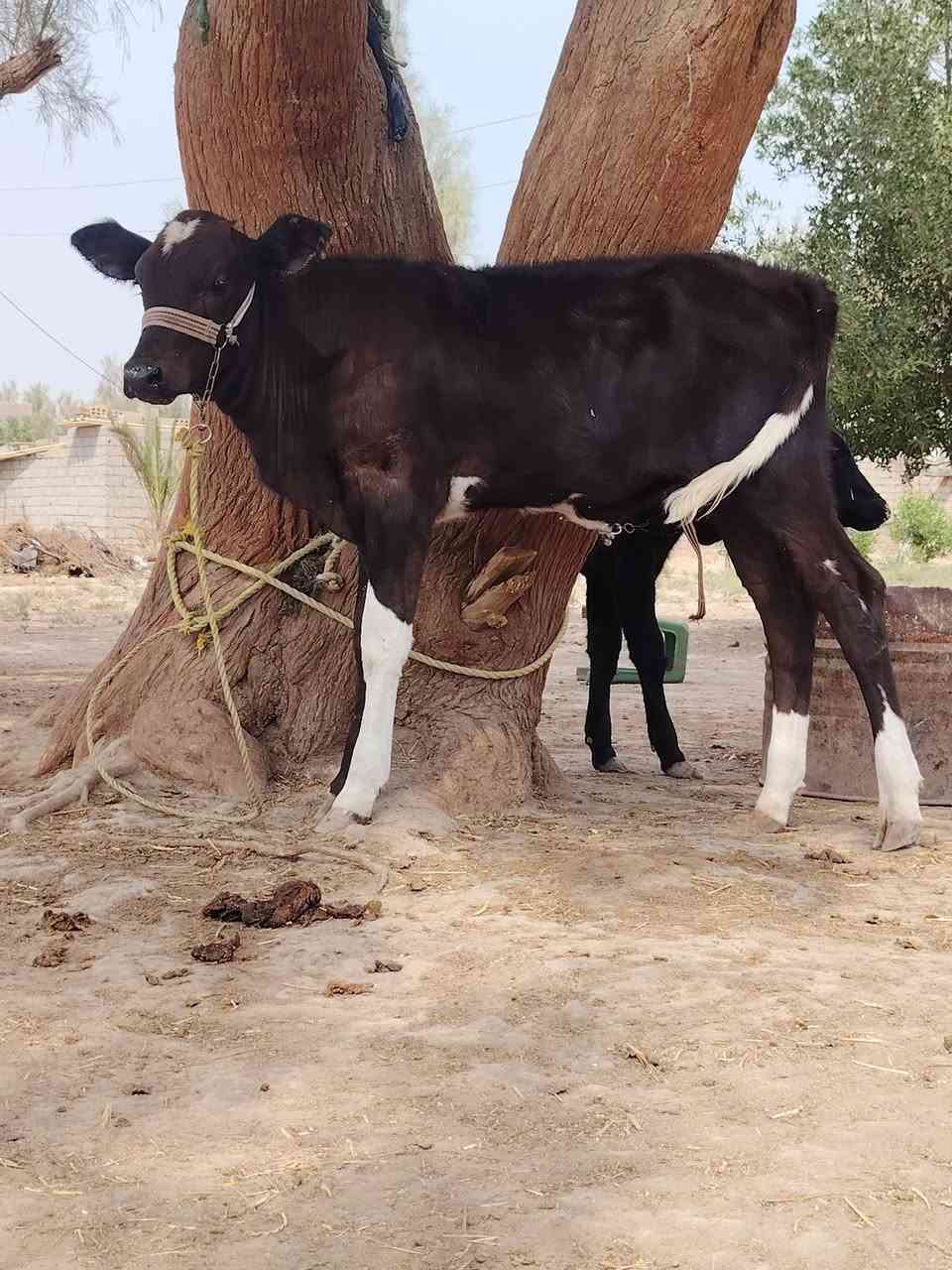 دابه هولندية • حامل شهرين ونص • تحلب