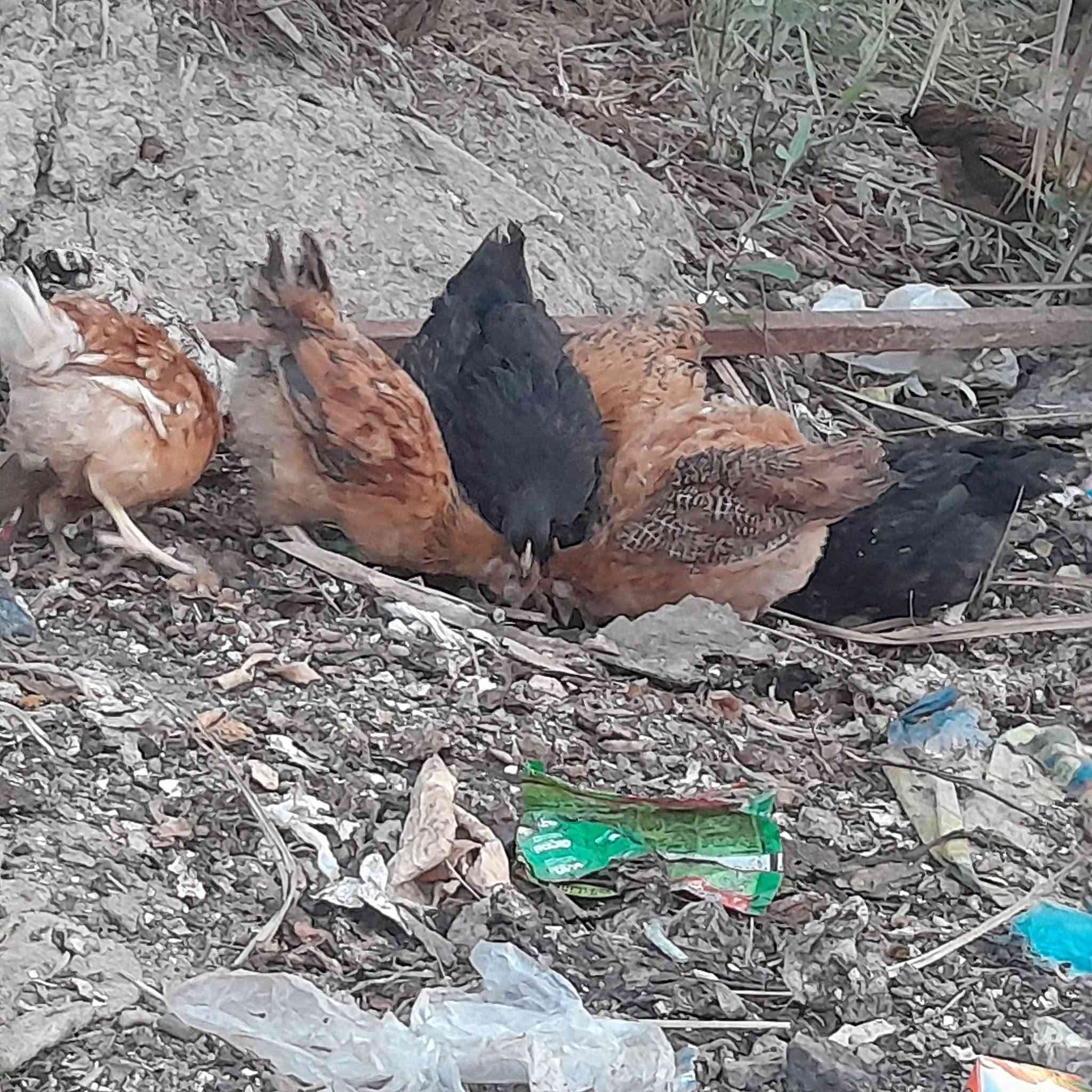افراخ عرب • الطارمية