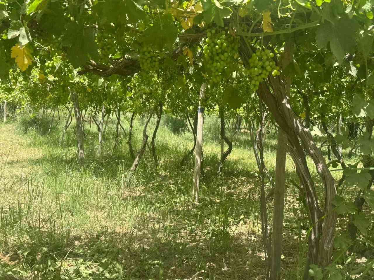 أرض طابو زراعي • ٢ دونم • هوى الشام