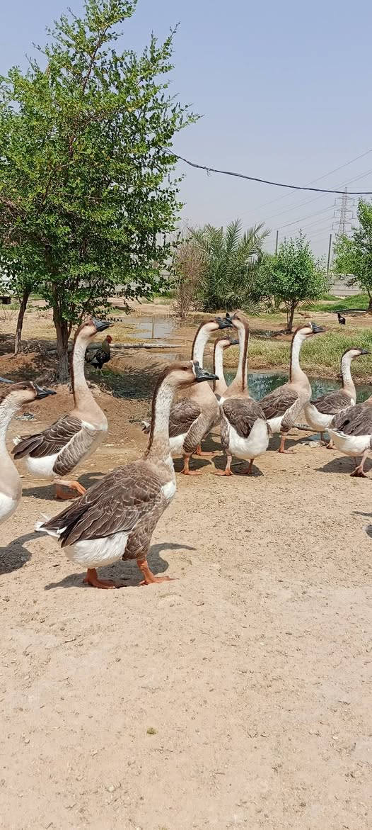 سلام عليكم للبيع بط كوبره ومظرب وعادي العنوان زبير دواجن قرب سيطرة البحرية الاتصال برقم ***********
