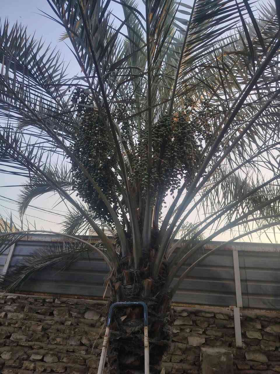 اكرر النشر بسبب الوعود الكاذبة مزرعة قمة الجمال والراحة النفسيه  ١٣٣٥ متر مسيجة حجر بيه بيت صغير مرتب وكافة الخدمات ماء كهرباء مولد انترنيت ضوئي تبعد عن الشارع التجاري ٥٠ متر  المزرعة طابو ٢٥ مداور بسمك 
الكوفة البراكيه شارع المطار القديم اتصل وتدلال   ***********📞  *********** ☎ملاحظه والسعر نزلنا للعيونكم صارت بسعر مناسب
