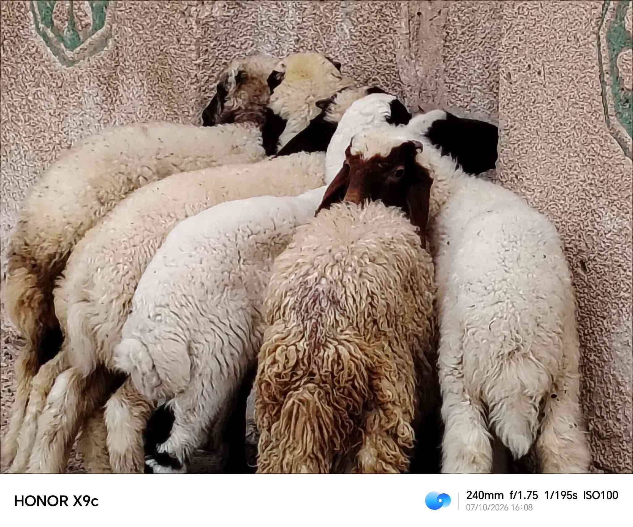 طليان • ٤ ذكور ٣ إناث • قضاء الشامية