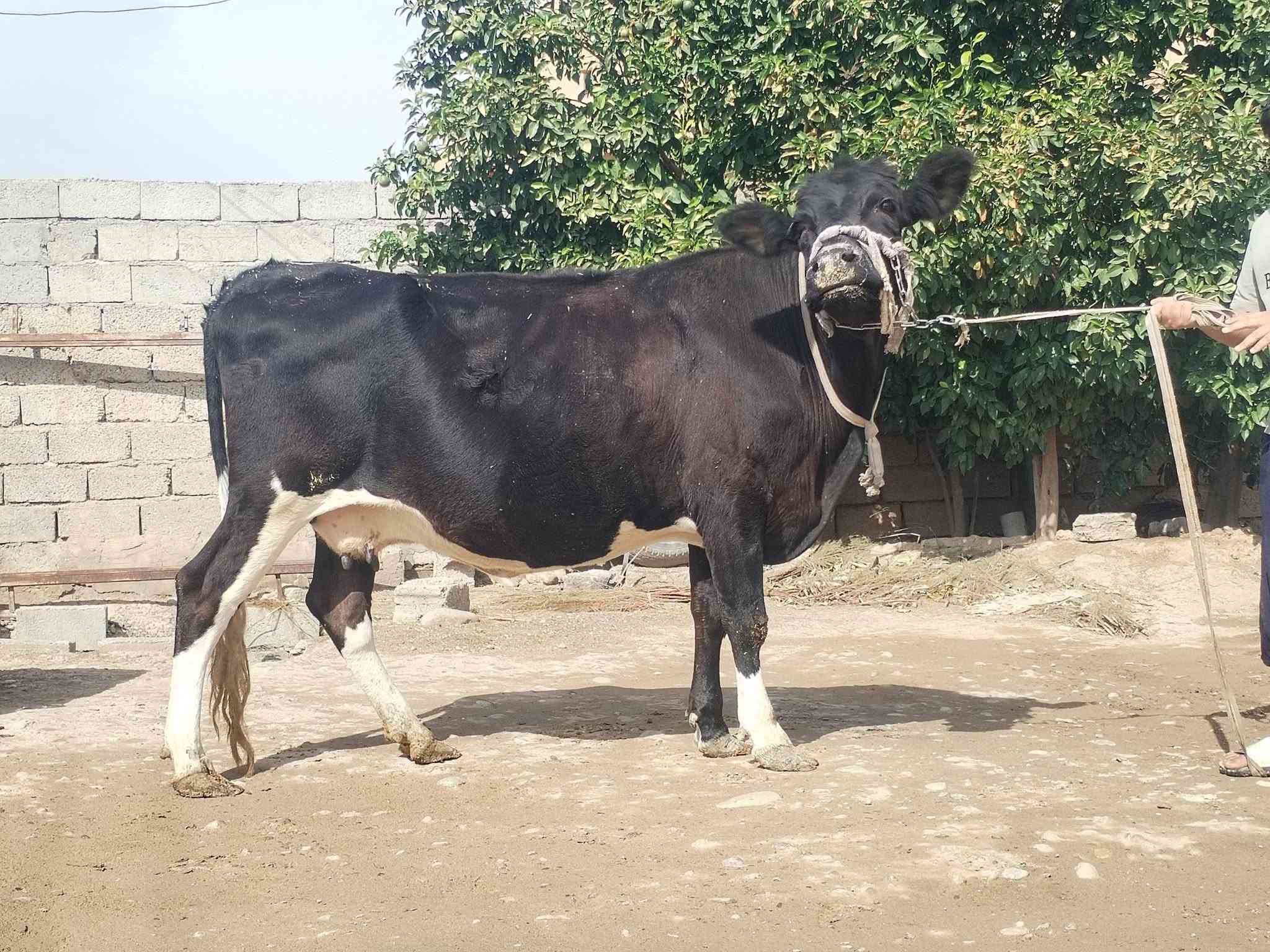بقرة • حليب • ناحية الزاب