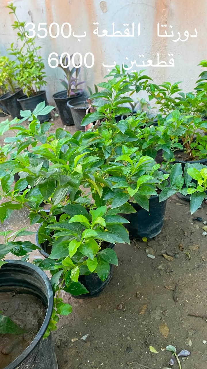 🌿 السلام عليكم ورحمة الله وبركاته 🌿

🌱 متوفر نبتات بأسعار الجملة 🌱
💰 الأسعار موضحة داخل الصور

🚚 التوصيل فقط بـ 1,000 دينار للمناطق التالية:

📍 حي سومر
📍 حي دوميز
📍 حي الانتصار
📍 يارمجة
📍 حي فلسطين
📍 حي الصحة

📲 للطلب والاستفسار:

💬 واتساب: ***********
📞 اتصال: ***********

🌿 الكمية محدودة، والطلب حسب التوفر 🌿
