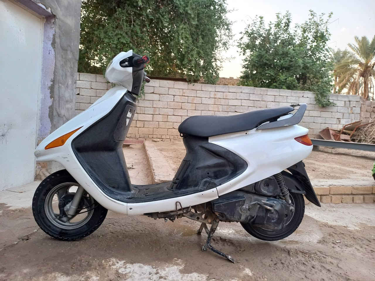 فراشه • شغال • ديوانيه