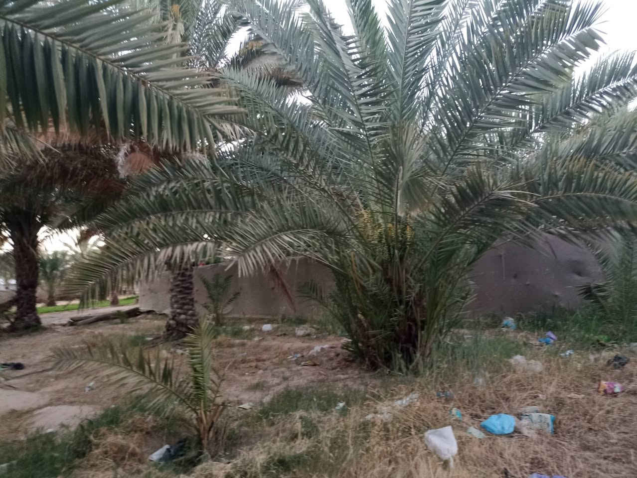 عرصة 600 متر للبيع طابو زراعي سند 25 بحي ميسان بشارع الزوار قرب أسواق الميالي مع جميع الخدمات ماء كهرباء خطوط 
***********
