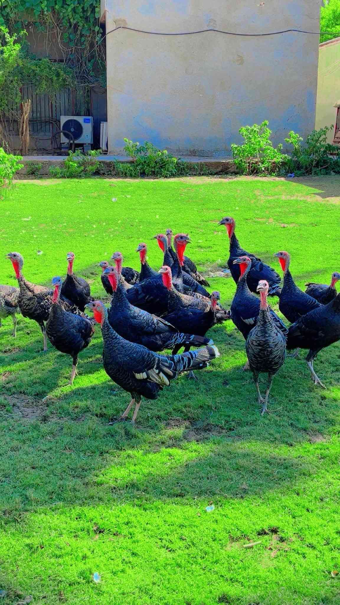 فسيفسات عرب اصليات العدد ٢٠ بيهن فحله ٢ والباقي نثايه كلهن حايلات وبياضات  حلال مال مزرعه شرط الصحة والنظافة الوانهن تخبل عرايس ماشاء الله ، للجنايه واهل المحميات وبلعافيه علياخذهن ، ابيعهن كلهن شلع الشراي اليريدهن يراسلني على الماسنجر وبيه خير ويدلل مكاني بغداد التاجي ، *********** واتساب فقط …
