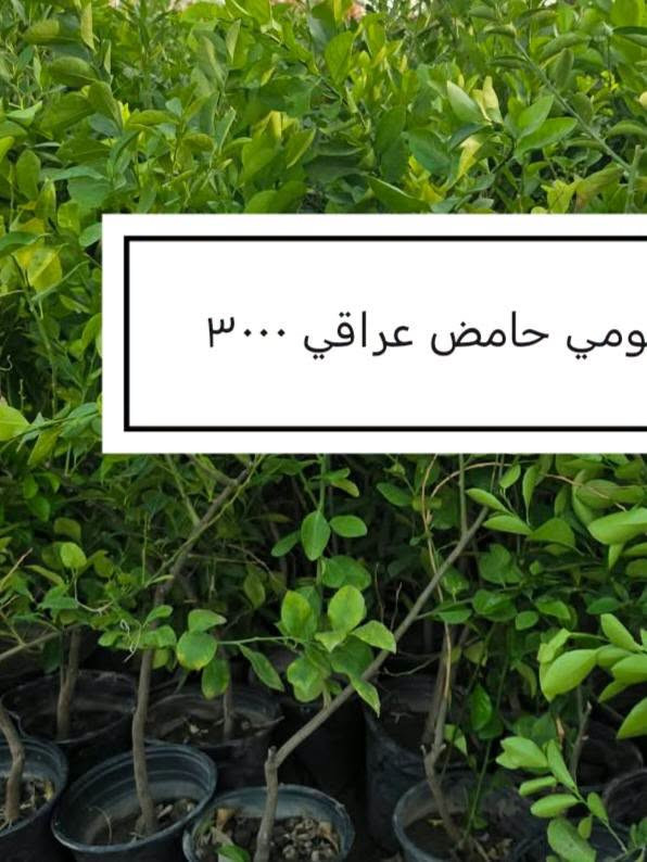 السلام عليكم ورحمة الله وبركاته
 موسم خير وبركة 

إخواني الكرام
الفقرات الجديدة
المتوفرة حاليا

للاستفسار أو لمعرفة الموقع بشكل أدق، راسلونا على الواتساب:

📞 ***********
📞 ***********

نوفّر لكم أفضل الأصناف من حيث الجودة والنوعية.

📍 العنوان:
بغداد – اليوسفية – الرضوانية الشرقية
طريق معمل زينب – ثالث مشتل 
مكتوب على الباب مشتل الرضوانية
مجاور محطة الخليج لغسل السيارات.

🔹 البيع جملة
🔹 من يرغب بالشراء مفرد يمكنه الحضور إلى المشتل والاختيار بنفسه.
🔹 لا يوجد توصيل للمفرد.
🔹 توصيل الجملة فقط بسيارات حمل بالأجرة ويتم الاتفاق مباشرة مع سائق النقل.

🚚 رقم سائق النقل:
***********

📞 أرقام المشتل:
*********** (واتساب)
***********

🌳 الأسعار والأنواع
1- كابرس متر ونص   1000🪴
2- دم العاشق كويتي سندانه    1000🪴
3- جورنته ليموني  2000🪴
4-شبوي ليلي خشن ارتفاع متر  2000🌺
5-ددونيه نص متر  750🪴
6-أكاسيه عراقيه  متر فما فوق  2000🪴
7- ياس عراقي خشن  1500🪴
8-ياس أيطالي  1500 🪴
9- ورد جوري عراقي  2000🌺
10- ورد رازقي 2500🌺
11-سرو أيطالي الارتفاع متر ونص5000🪴
12- ورد القهوه اقل من متر 10000🌺
13-سدر تايلندي خشن 9000🌴
14- عفص 7000🌲
15- كاردينيا 8000🌺
16-متسلق ياسمين احمر هندي  عطري  الارتفاع متر ونص  8500🌺
17- جاكرنده البنفسجيه  5000🪻
18-  كالبتوز عملاق ٣ متر  2000
19-كالبتوز متر وربع 1000
20-رارنج عملاق عمر سبع سنوات تنكه ٢٠الف
21-عين البزون نص متر فما فوق 1000
22-دفله خشنه متر ونص سندانه 2000
24-لالنكي متر وسبعين فما فوق 4000
24-برتقال متر وربع إلى متر ونص 3500
25-نومي حامض عراقي متر وربع إلى متر ونص
      3500
26-بخَر سندانه 2000
27-منكه مصريا ,مطعمهمتر ونص فما فوق
       18000.
28-فكس سندانه ٨٠ سم فما فوق  2000
29-اكاسيا مصريا عملاقه ٣ إلى ٤ متر 8000
30-رارنج سندانه متر فما فوق 2000
31-نومي حامض عراقي متر فما فوق سندانه
      3000

📍 موقع المشتل على الخريطة:
https://maps.app.goo.gl/EfkBiYR7ezQDtA6v5

حياكم الله وتشرفونا بزيارتكم 🌿

📍 موقع المشتل على الخريطة:
https://maps.app.goo.gl/EfkBiYR7ezQDtA6v5

حياكم الله وتشرفونا بزيارتكم 🌿

نص مكتوب في الصور:
- اكاسيا مصريا عملاقه ٨٠٠٠
- كالبنوز عملاق مترين ونص إلى ٣ ونس ٢٠٠٠
- منكه مصريا مطعمه ١٨٠٠٠
- رارنج سندانه متر فما فوق ۲۰۰۰
- بخور ۲۰۰۰
- شتلات فكس سندانه ٢٠٠٠
- عين البزون نص متر فما فوق ١٠٠٠
- لومي حامض عراقي ٣٠٠٠
- جورنتا ليموني ٢٠٠٠