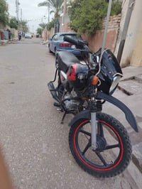 بوكسر جبلي • ١٩ • بدون اوراق