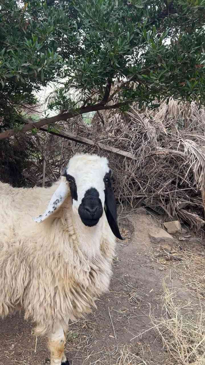 طلي اجم مبكم • للبيع • المشاهدة