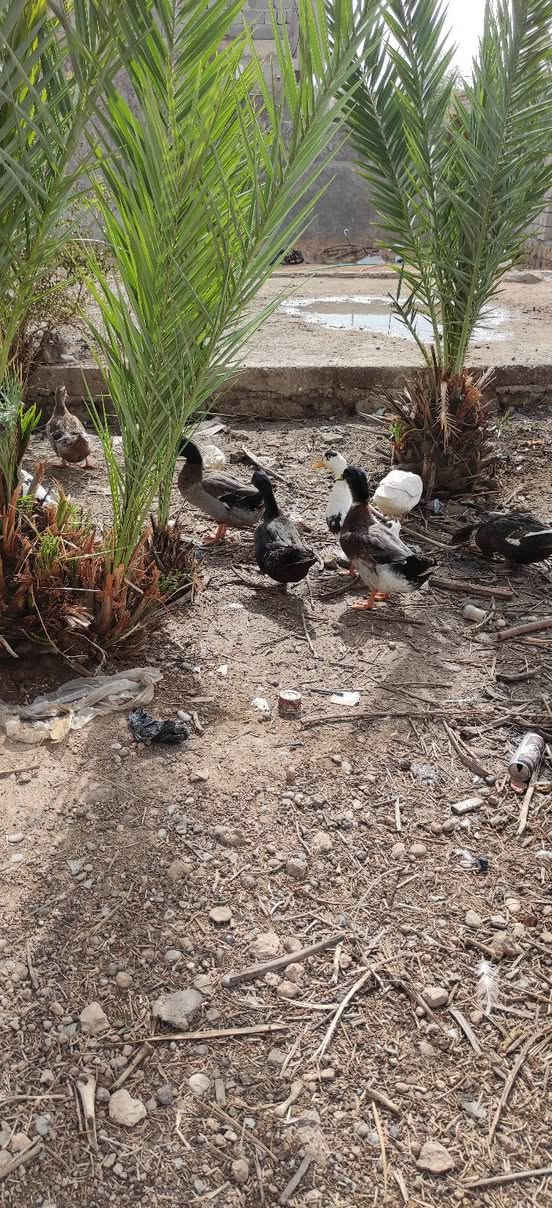 بط • ١٩ • تلعفر