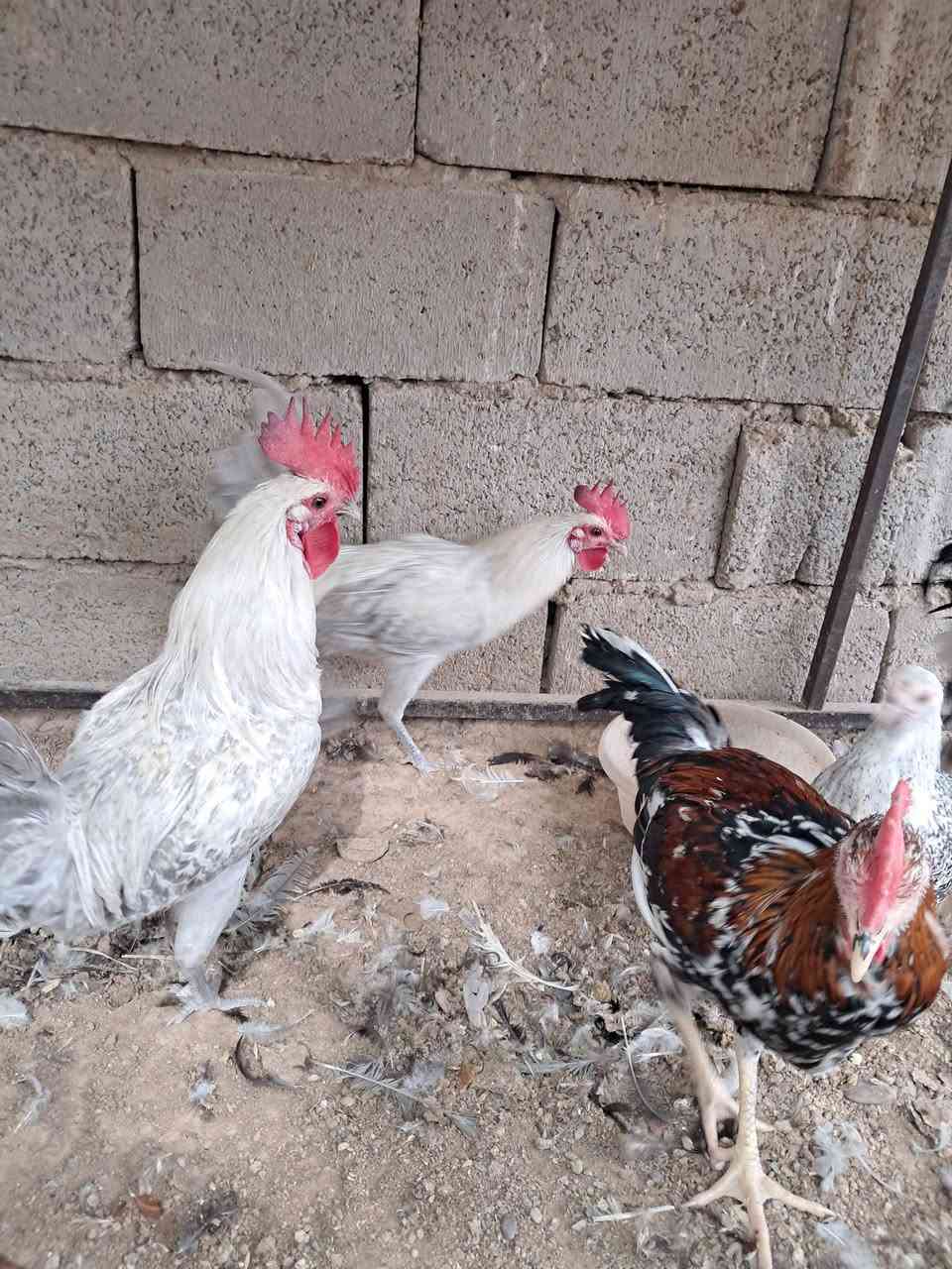 بورسلان • المنيوم • سامراء