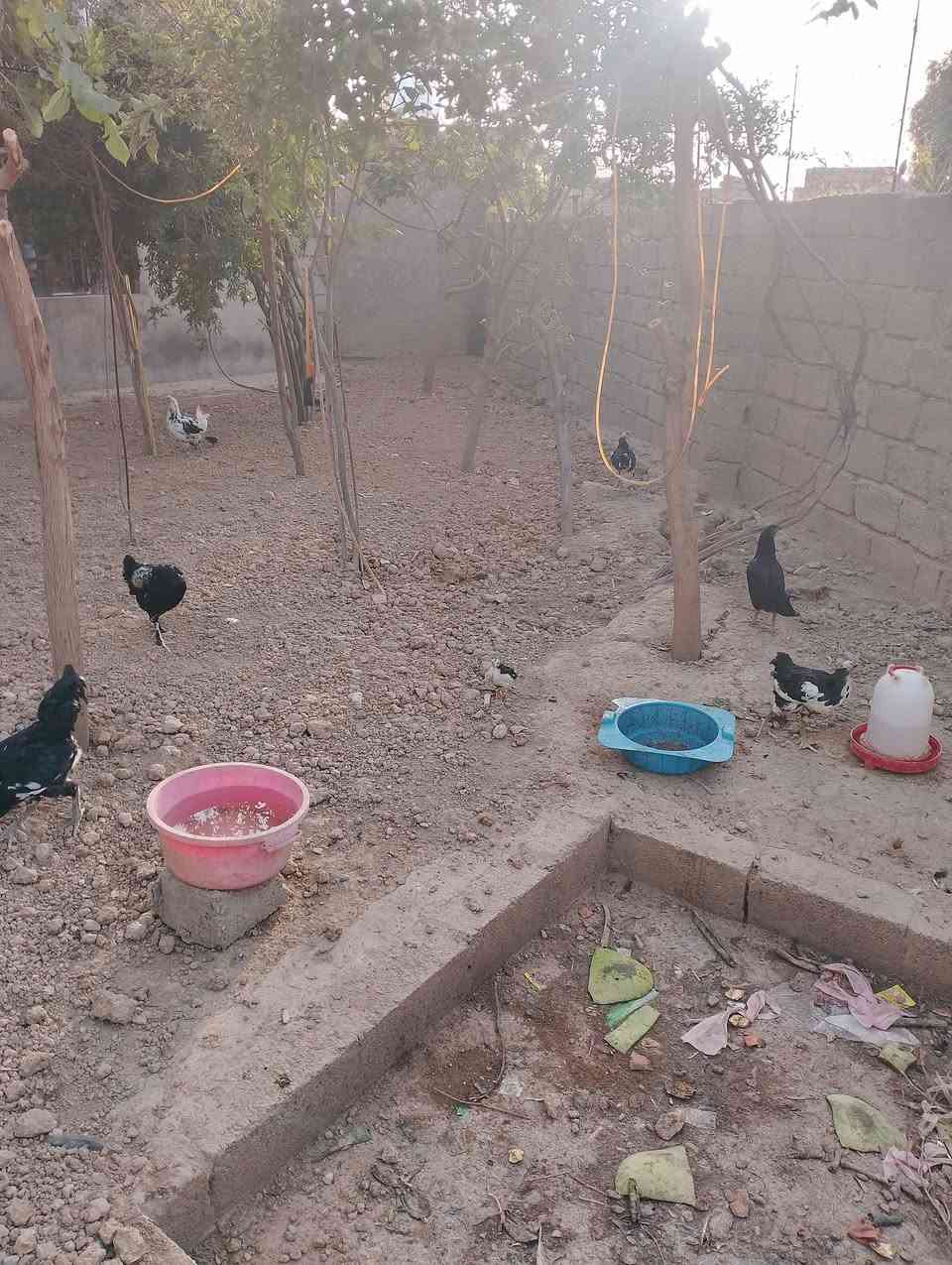 دجاجات • دجاجات بياض
