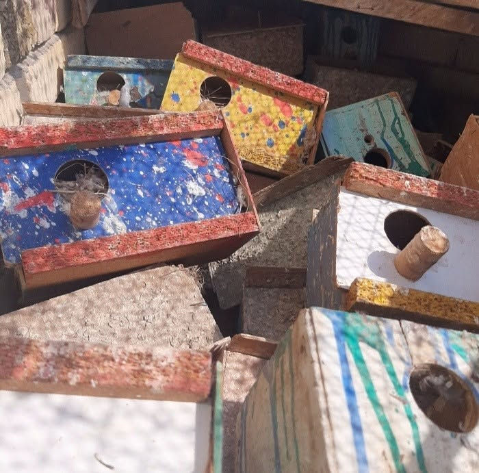 بيوت كناري • فنجس • كمية مفتوحة