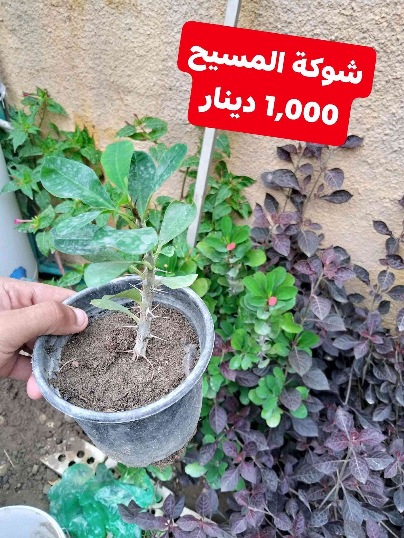زرعات • مشتل زهور الجنة • توصيل الحسن العسكري