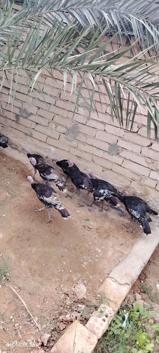 فسيفس • عدد ٩ • هيت المعموره