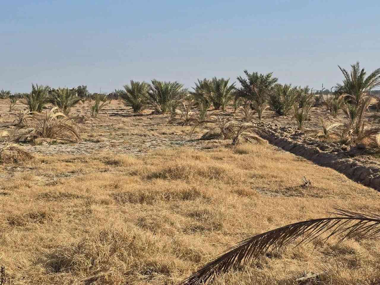 بيع مستعجل وبسعر مناسب جدا أقرا المنشور للأخير ذاكر كافة التفاصيل  علمأ مفوضة بالطابو تحتاج فقط عدد من النخيل والاشجار وتتطوب
أسعد الله اوقاتكم أحبتي  ) ( أللهم صل على محمد وآل محمد

 ( عرض مميز للبيع مزرعة مساحة 7 #دونم عقد 35 علمأ العقد

 ينزل بأسمك مجدد لمده 5 سنوات المزرعة تحتوي على بيت 🏠

 مساحة 150 متر يتكون من استقبال وصاله وغرفه نوم 💤

 ومطبخ وصحيات +حديقة  + مسبح المزرعة مسيجة بالكامل مع

 اناره داير المزرعه بالكامل مزروعة اصناف جيده من انواع

 النخيل عدد من البرحي وعدد من المجهول والمكتوم انواع جيده

 عدد النخيل مايقارب 300 فسيله انواع #جيده  يوجد نهر

 للسقي مع 4 غطاسات ويوجد ايضا بئر للسقي داخل المزرعه

 العنوان #كربلاء شارع #بغداد الهأ مدخلين مدخل الأول من

 شارع المنشأ من مجمع #الكليني وتدخل ومدخل الثاني من

 شارع سيد #احمد تبعد عن مزار سيد احمد 1 كيلو وتبعد عن

 شارع #بغداد 3 كيلو منطقة هادئة جدا تصلح سكن أو ترفيهي)

 ( #السعر النهائي بدون اي تفاوض  )(   90   مليون 

 للإستفسار أكثر اتصلوا بالأرقام التالية)

 ( ***********  )

( ***********  ) أبو فاطمة عنوان المكتب شارع الحسينية

 قرب جسر 🌉 الإبراهيمية مقابل شارع عون مكتب 🏢@مكتب النافعي للعقارات -كربلاء    مكتب النافعي للعقارات كربلاء    @أبرز المعجبين 

 #اشاره #الاصدقاء #بغدادبصرةكوت النافعي للعقار 

( ‏‪***********‬‏ )( *********** )

بيع مستعجل وبسعر مناسب جدا أقرا المنشور للأخير ذاكر كافة التفاصيل  علمأ مفوضة بالطابو تحتاج فقط عدد من النخيل  @الجميع  @إشارة
