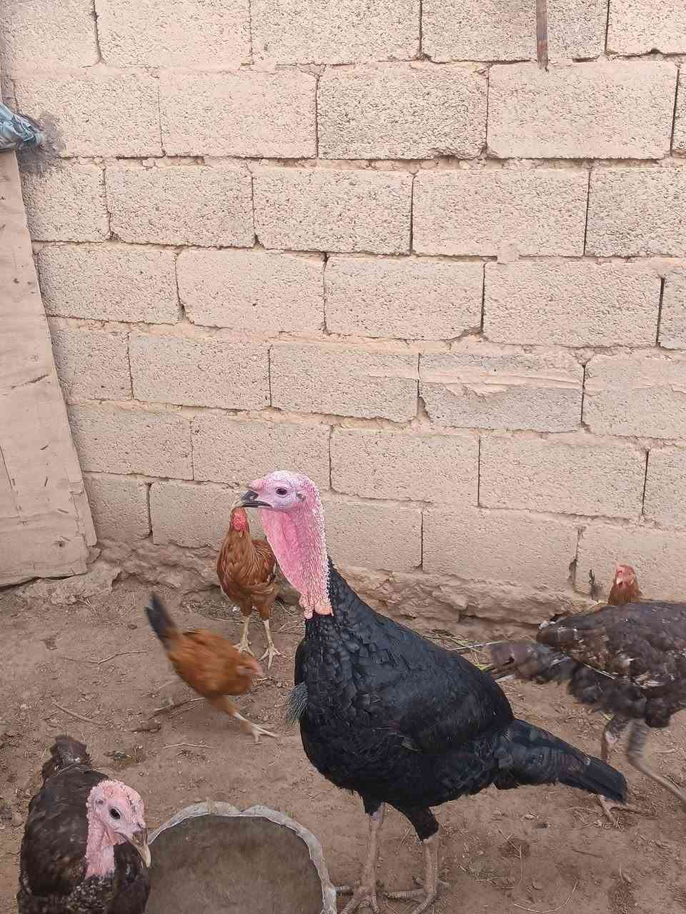 ديك • فسيفس • شرط الفحوليه