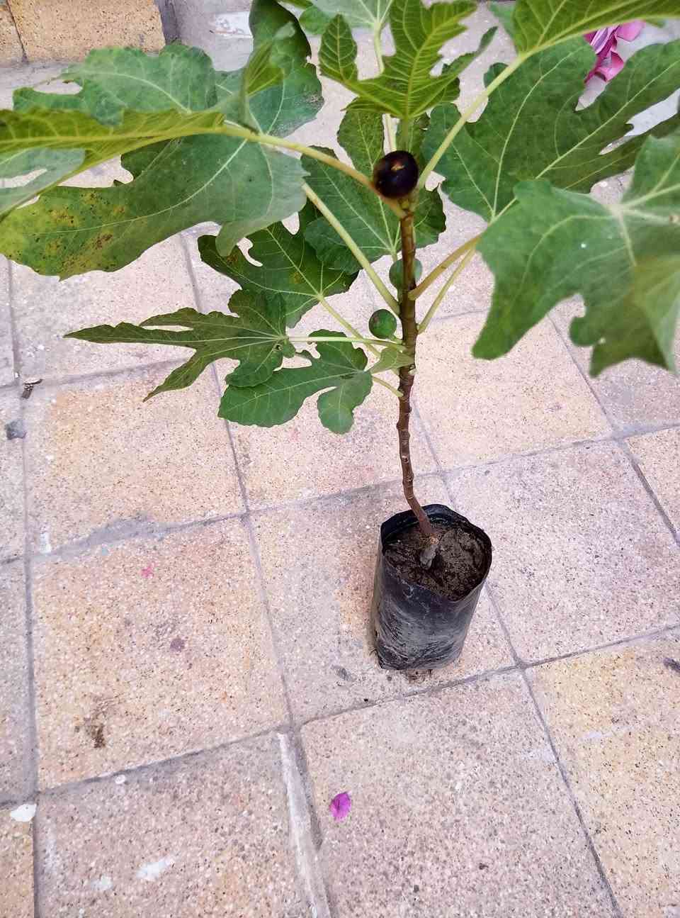 تين محمل • نوعية زينة • توصيل