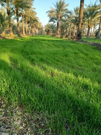 ١٣ دونم • ٤٠٠+ نخيل • قضاء المحاويل