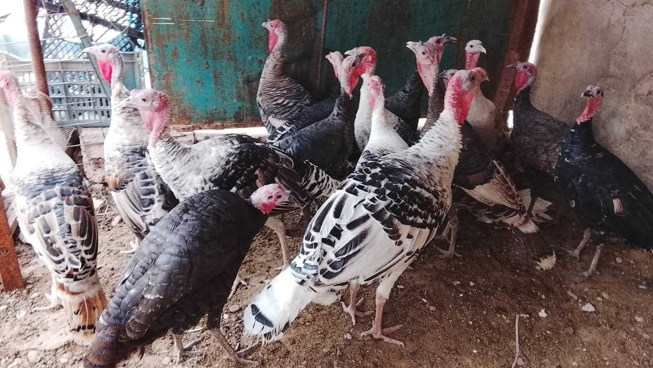 فسيفس عرب • فحلين • تكريت القادسيه