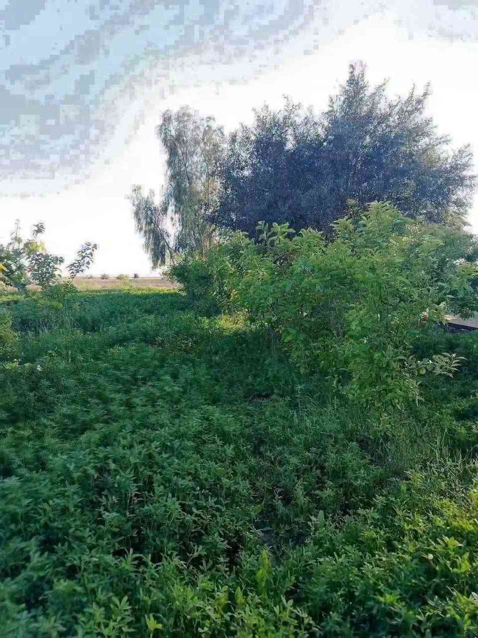 الشيخ عامر • ٩دونم • طابو زراعي
