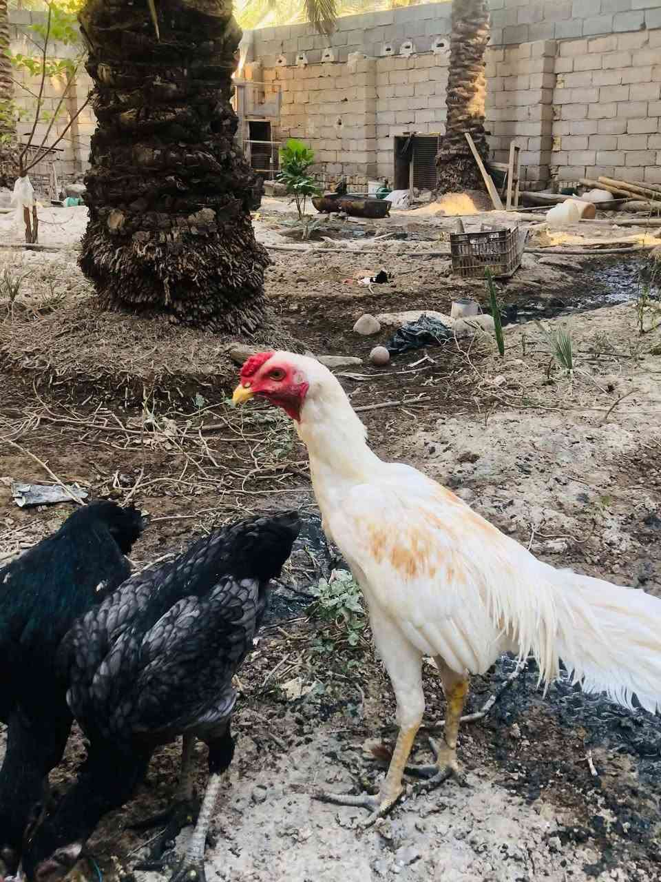 متاح تركيات للبيت ‏‪ ***********‬‏ للتواصل اذا ماتعرف بسعرهن لاتتصل بيه
