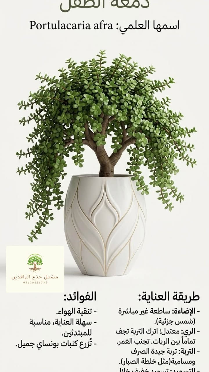 🚀 النبتة الأقوى.. والدمعة الأجمل! ❤️✨
منو گال "الدموع" بس حزن؟ 🤔 تعرفت على "دمعة الطفل"؟ 🌱💧
هاي النبتة مو بس اسم حلو، هاي "جوهرة" خضراء حقيقية لازم تكون عندك! 💎🌿
🌟 ليش دمعة الطفل هي الاختيار الأفضل لبيتك؟ 🔥
1️⃣ قوة وتحمل: نبات قاسي ويتحمل كل ظروفنا الجوية، قوية وما تموت بسهولة، مثالية للناس المشغولين! 💪🌵☀️
2️⃣ عناية سهلة جداً: ما تحتاج منك جهد، اسگيها بس لما تنشف تربتها تماماً، وهي راح تكبر وتسعدك! 💧😴🧘‍♂️
3️⃣ جمال يتدلى: أغصانها المتدلية وأوراقها الصغيرة الدائرية مثل حبات اللؤلؤ الخضراء، تخلي أي مكان يصير قطعة فنية! 😍🧺🎀
4️⃣ منقي هواء طبيعي: مو بس منظر، تنظف لك الجو وتنطيك طاقة إيجابية! 🍃🌬️🔋
☀️ وين تخليها؟
عاشقة للشمس! 😎☀️ أفضل مكان إلها هو الشمس القوية المباشرة، يعني البلكونة أو شباك مشمس، وراح تشبعك خضار! 🔥🪟

للحجز والاستفسار، راسلنا على الخاص مباشرةً 📩
🚀 متوفر توصيل لكل مكان 🇮🇶📦💨

📍العنوان :: بغداد :: زيونة

رقم الهاتف::: ***********:::::واتساب✅

